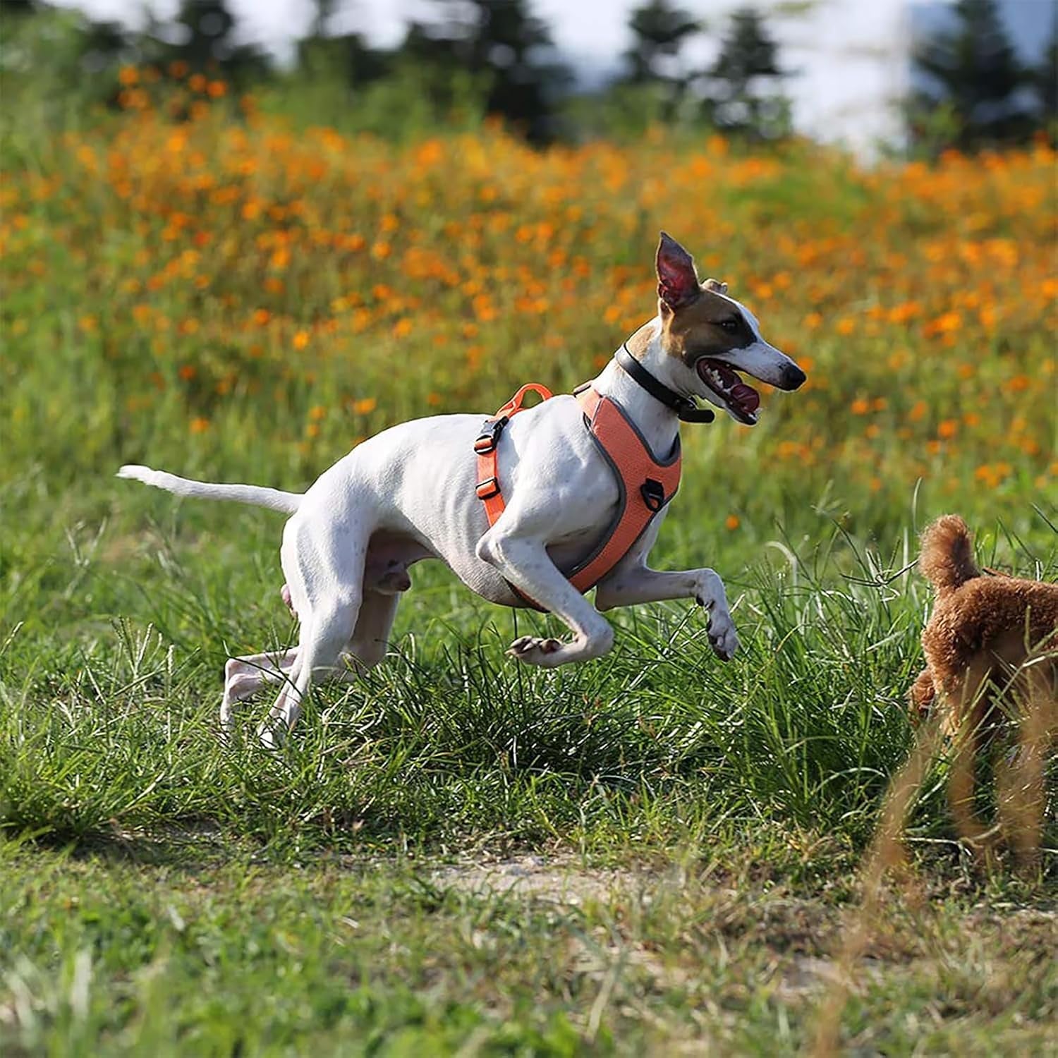 TLH6071 Dog Harness Adjustable Reflective No Pull Durable Vest for Pets Car Travel Outdoor (Orange,M)