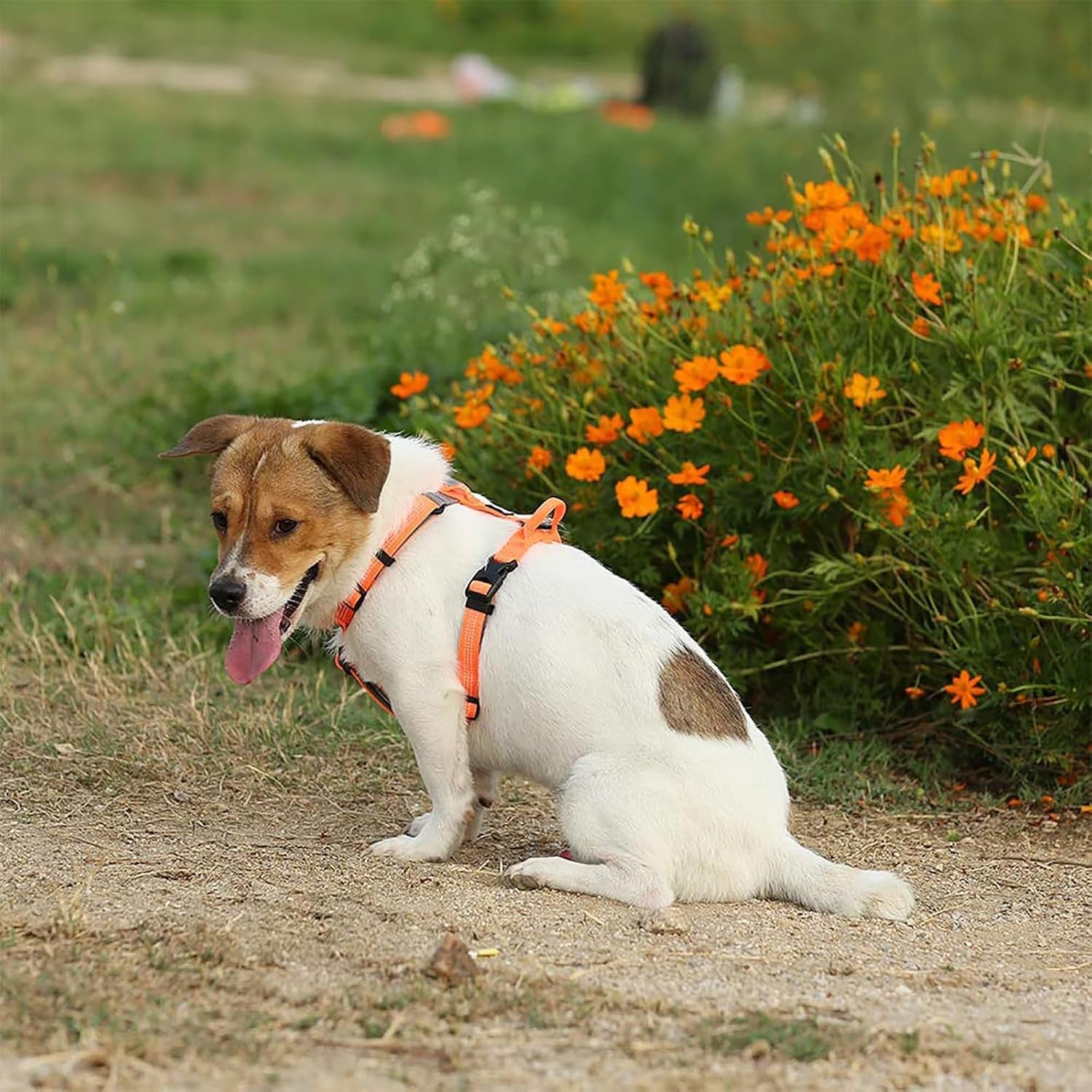 TLH6071 Dog Harness Adjustable Reflective No Pull Durable Vest for Pets Car Travel Outdoor (Orange,M)